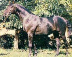 Deckhengst Blesk (Russisch Trakehner, 1976, von Eol)