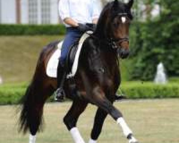dressage horse Catoo (Holsteiner, 2007, from Con Air)