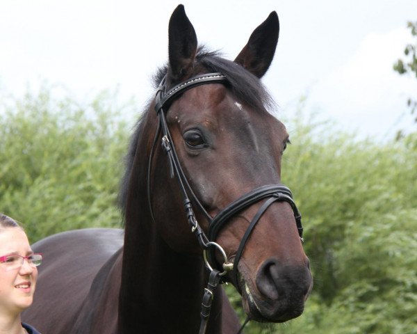 horse Corporal 19 (Hanoverian, 2003, from Contendro I)