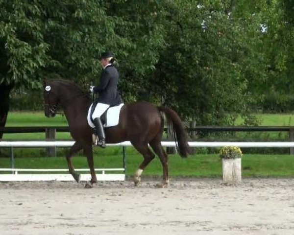 dressage horse Le Crusador (Hanoverian, 1998, from Lauries Crusador xx)