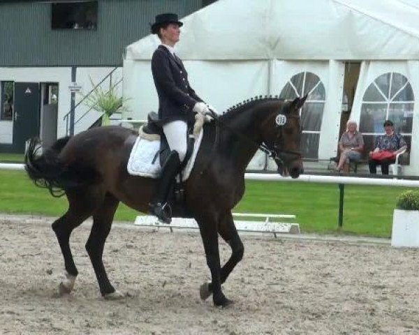 dressage horse Finja Farina B (Westphalian, 2004, from Fürst Piccolo)