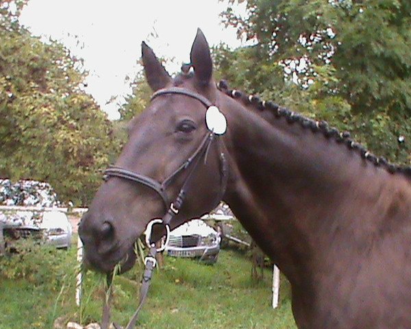 broodmare Gipsy 263 (Brandenburg, 1990, from Guido)