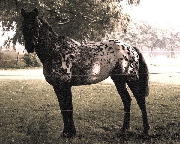 horse Lynette (Knabstrupper, 1996, from Lyn KNN 77)