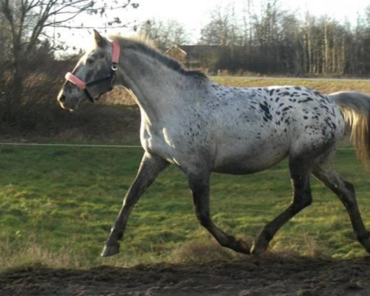 broodmare Cika (Knabstrupper, 1991, from Apollon)