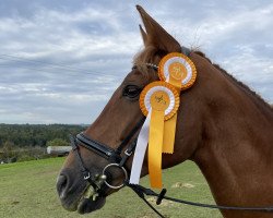 dressage horse Fasallo (Zweibrücken, 2005, from Florentianer)