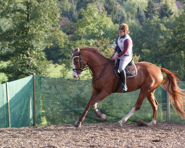 dressage horse De Big Red Fussel (Oldenburg, 2006, from De Kuyper)
