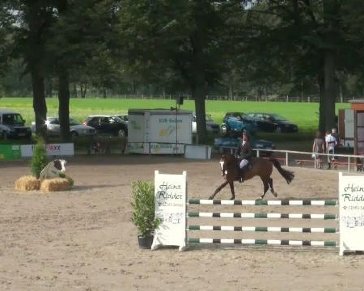Springpferd Van der Vaart (Hannoveraner, 2007, von Uccello)