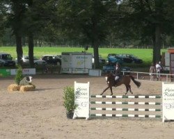 jumper Van der Vaart (Hanoverian, 2007, from Uccello)