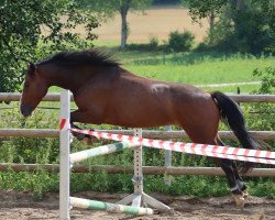 horse Wirthsmühle Dillan (Connemara Pony, 2018, from Diamond Shamrock)