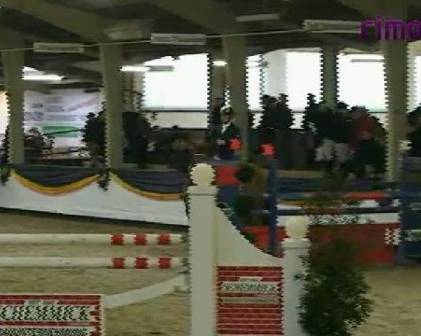 jumper Zaire 17 (KWPN (Royal Dutch Sporthorse), 2004, from Quattro B)