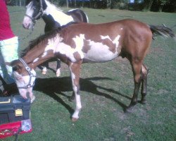 dressage horse Phönix (Pinto / Small Riding Horse, 2010)