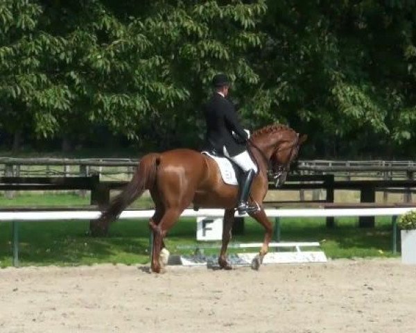 dressage horse Fafits (Westphalian, 2003, from Fürst Piccolo)