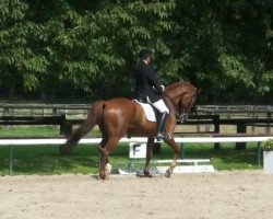 dressage horse Fafits (Westphalian, 2003, from Fürst Piccolo)