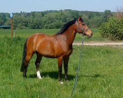 Pferd Pirat (Deutsches Reitpony, 1990, von Panter B 44)