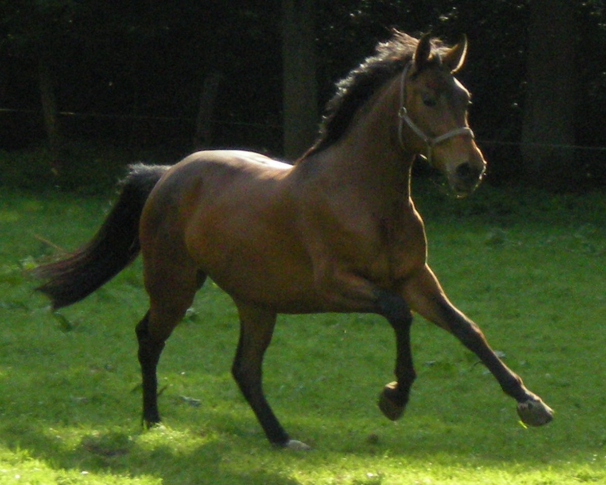 broodmare Rohana Riviera (Westphalian, 2008, from Rubitano)