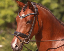 Zuchtstute Heiligenbergs Dany Schoko (Deutsches Reitpony, 2011, von Danny Gold)