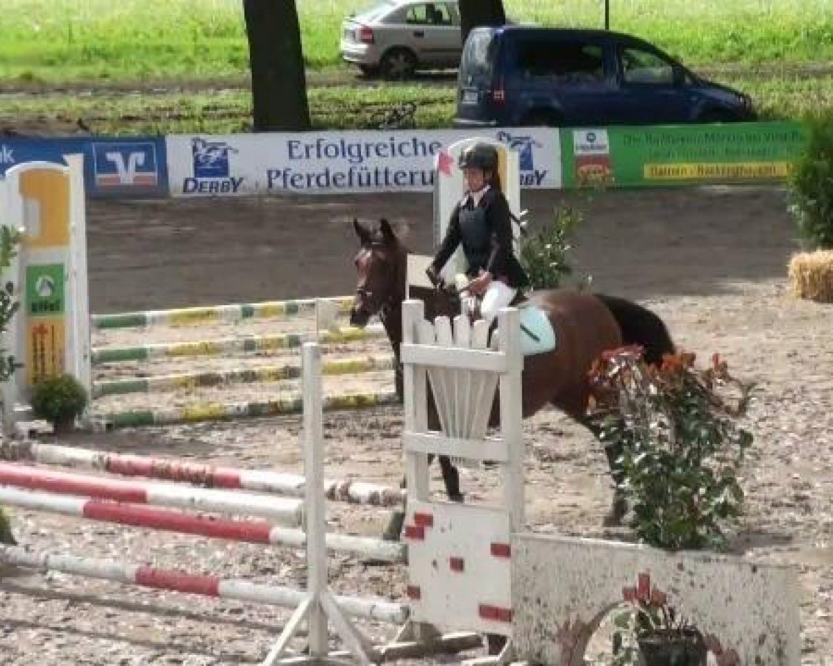 Springpferd Lady Cinderella (unbekannt,  )