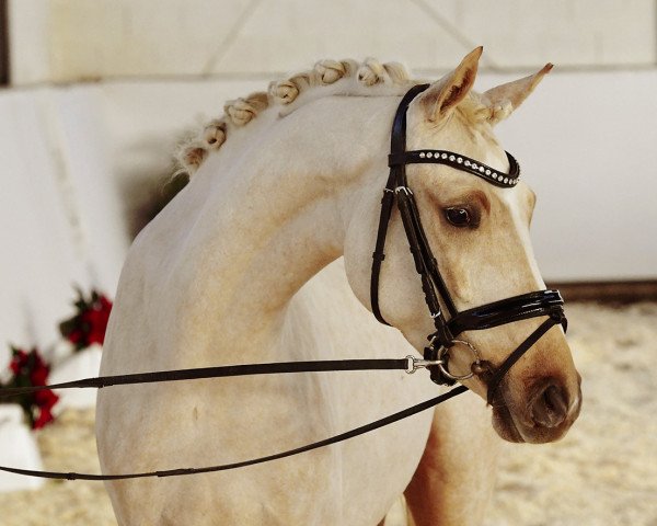 Zuchtstute Heiligenbergs Dressed in Blond (Deutsches Reitpony, 2019, von Dressed in Gold 3)