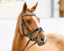 dressage horse Heiligenbergs Dressed in Red (German Riding Pony, 2017, from Dressed in Gold 3)