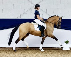 Deckhengst Heiligenbergs Doktor Schiwago (Deutsches Reitpony, 2017, von Dance Star AT)