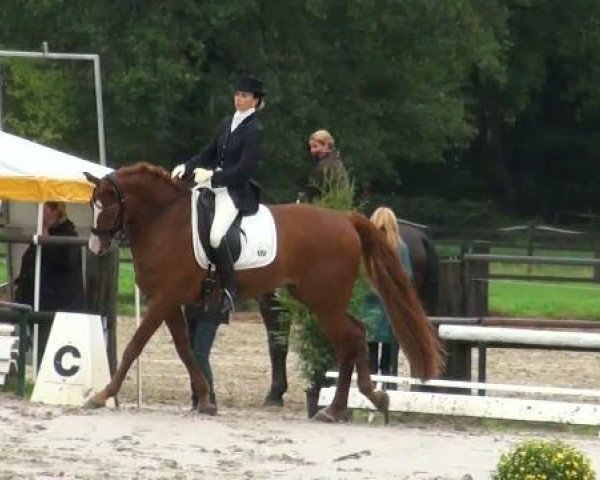 dressage horse Red Hot Chili Pepper 5 (Rhinelander, 2003, from Royal Diamond)