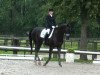 dressage horse Flashdance 74 (Westphalian,  )