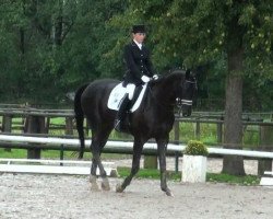 dressage horse Flashdance 74 (Westphalian,  )