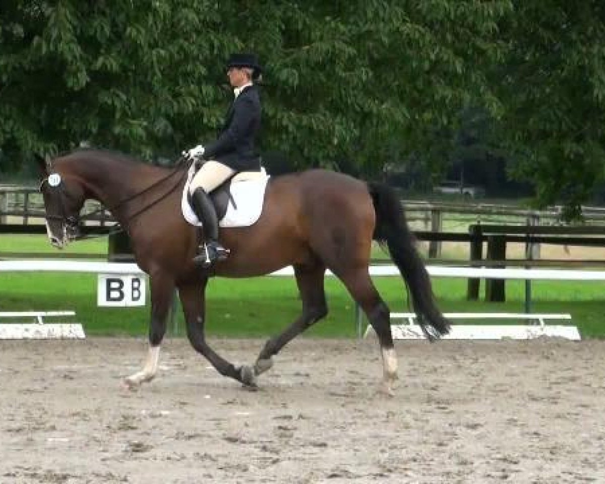 dressage horse Pericles 18 (Westphalian, 2003, from Pelegrinius)