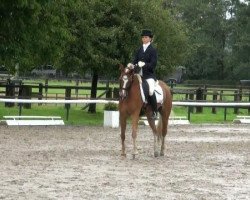 dressage horse Bandit 376 (German Riding Pony, 2002, from Brillant's Boy)