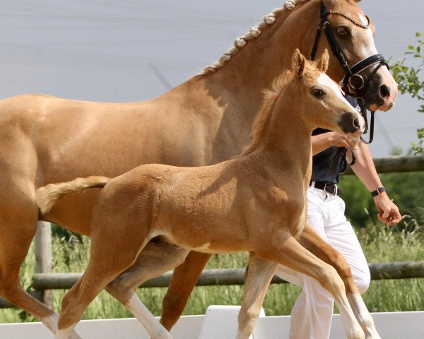 dressage horse Heiligenbergs Doppelgold (German Riding Pony, 2021, from Dressed in Gold 3)