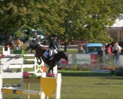 jumper Amor 398 (Hanoverian, 2003, from As di Villagana)