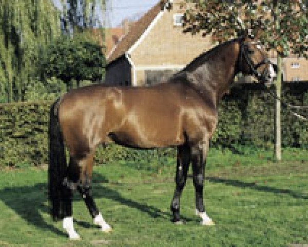 stallion Ehrenwort (Westphalian, 1996, from Ehrentusch)