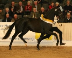 stallion St. Moritz Junior (Hanoverian, 2007, from St. Moritz)