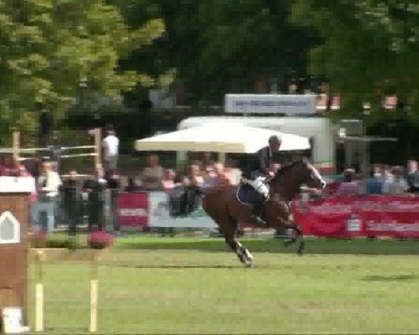 jumper Chamino (German Sport Horse, 2004, from Chacon)