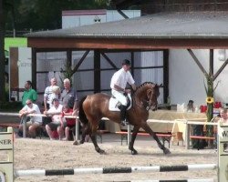 jumper Camino 17 (Hanoverian, 2006, from Colambo)