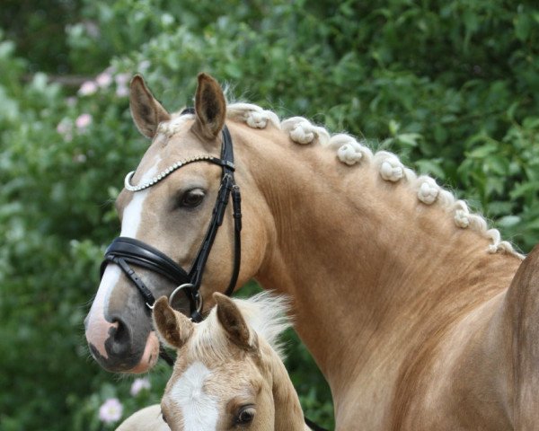 dressage horse Heiligenbergs Für immer Dein (German Riding Pony, 2021, from Für immer du)
