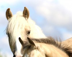 Dressurpferd Heiligenbergs Ti amo Taonga (Deutsches Reitpony, 2022, von Majestic Taonga)