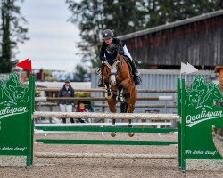 Springpferd Decibelle du Bois Joli CH (Schweizer Warmblut, 2012, von JPC Rexito Z)