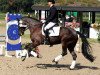 dressage horse Duke (Friese, 2006)