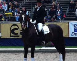 stallion Flynn Pch (Hanoverian, 2006, from Falsterbo)