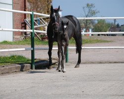 broodmare Revue (Saxony-Anhaltiner, 1997, from Rienzi xx)