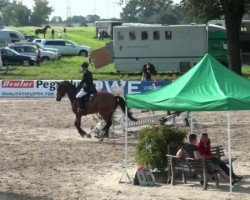 jumper Lorsicon (Oldenburg show jumper, 2006, from Lordanos)