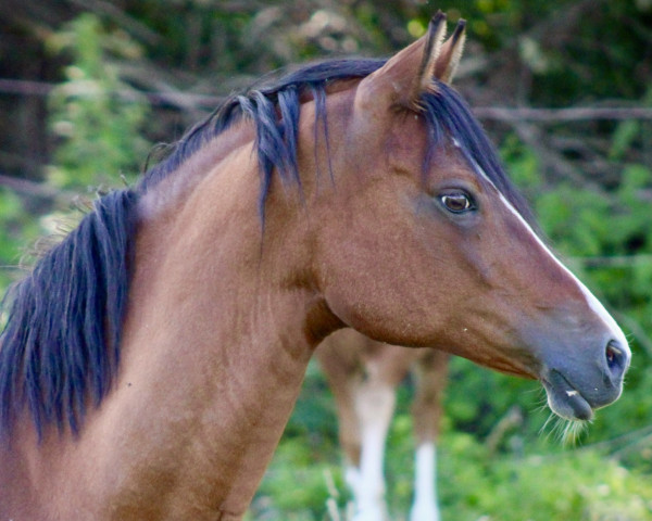 broodmare Heiligenbergs Polly Peachum (German Riding Pony, 2003, from Principal Boy)