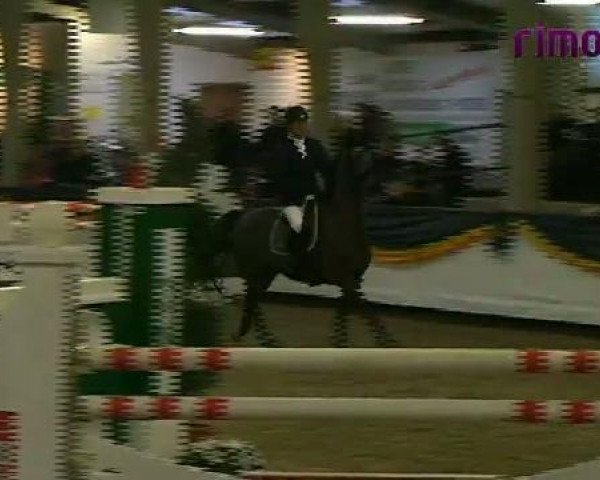 Zuchtstute Wiggy 3 (KWPN (Niederländisches Warmblut), 2003, von Namelus R)