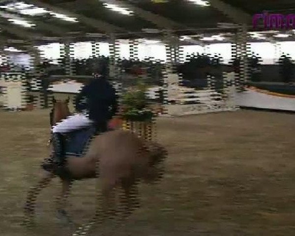 jumper Kobold 243 (German Riding Pony, 1999, from Kaiserstolz)