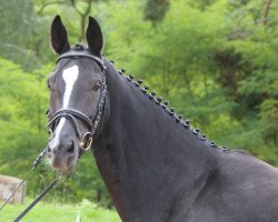 broodmare Petite Fleur (Oldenburg, 2008, from San Amour I)