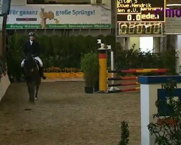 Springpferd Quibble 4 (Westfale, 2007, von Quinta Real)