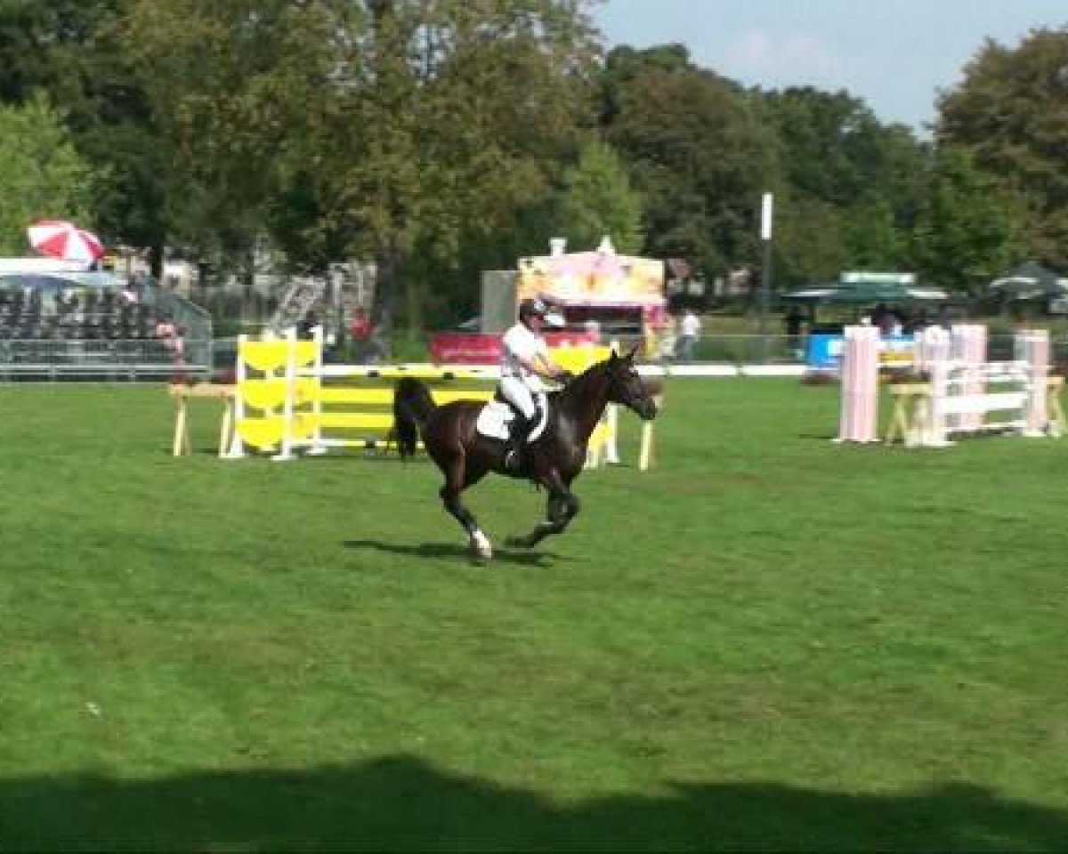 Springpferd Pots Blitz MHH (Westfale, 2003, von Potsdam)