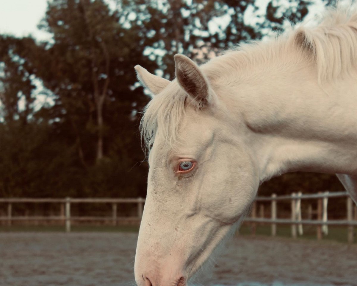 dressage horse First Class Gigolo (German Riding Pony, 2022, from FS Chacco Blue)
