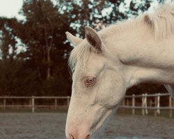 Pferd First Class Gigolo (Deutsches Reitpony, 2022, von FS Chacco Blue)